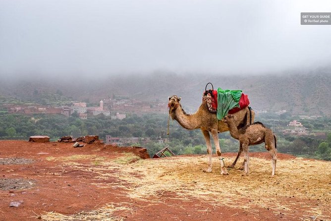 Excursion Ourika Valley: - Additional Contact and Availability