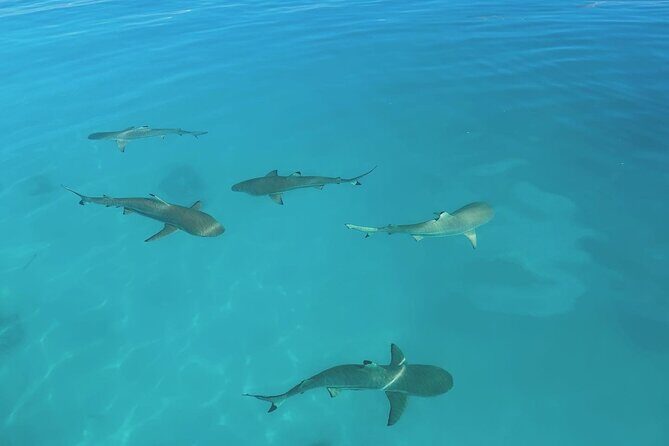 Excursion The Blue Lagoon and Reef Island - Practical Details and What to Expect