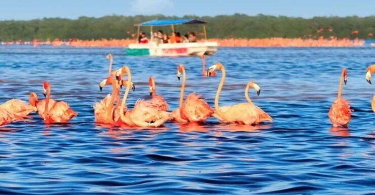 Excursion to Celestun, Swimming, Hiking & Boat Ride - Good To Know