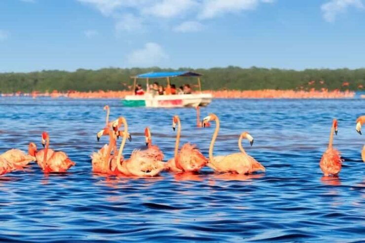 Excursion to Celestun, Swimming, Hiking & Boat Ride - Itinerary and Activities