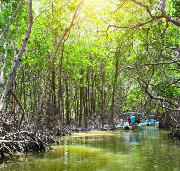 Excursion to Celestun, Swimming, Hiking & Boat Ride - Customer Feedback
