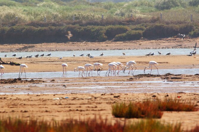 Excursion to Discover the Agadir Desert - Good To Know