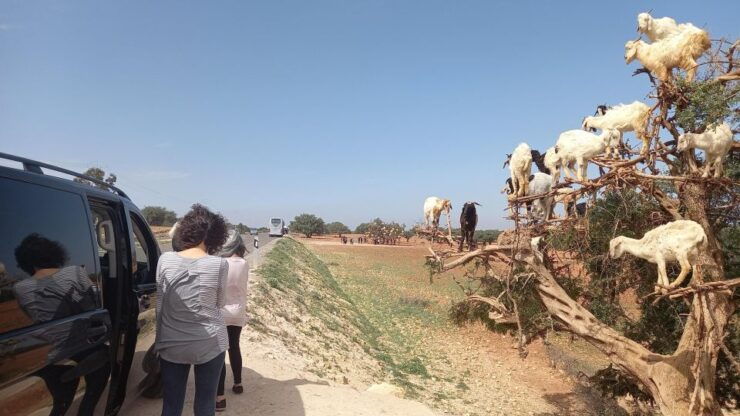Excursion to Essaouira Mogador - Experience Highlights