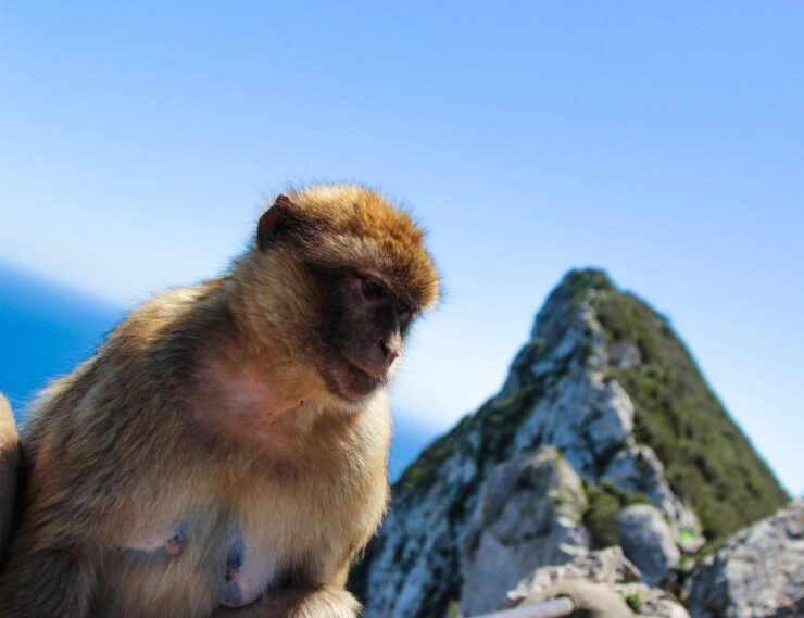 Excursion to Gibraltar From Malaga - Key Highlights of the Trip