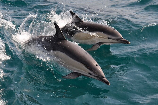 Excursion to Gibraltar With Dolphin Watching From Malaga - The Sum Up