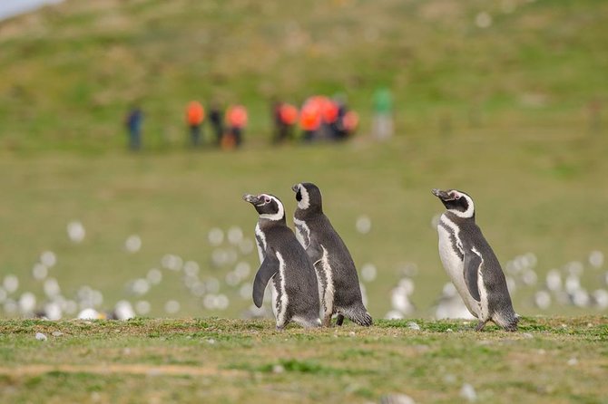 Excursion to Observe the Wildlife of Isla Magdalena and Isla Marta (Feb ) - Good To Know