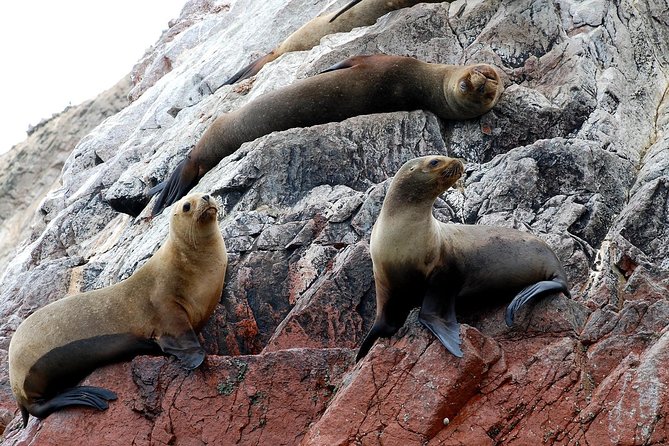 Excursion to Paracas: Huacachina and the Nazca Lines During 2d/1n From Lima - Day 1: Stop at El Catador