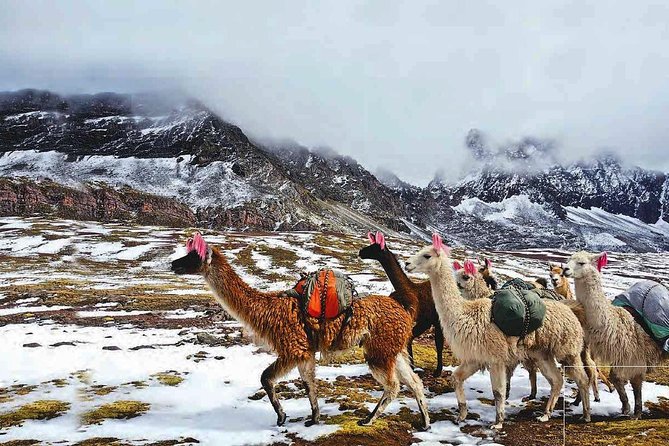Excursion to Rainbow Mountain From Cusco Full Day. - Additional Information and Support