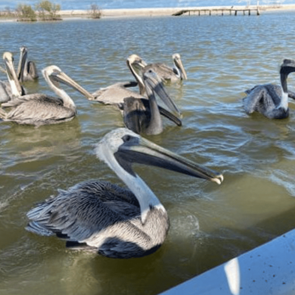 Excursion to Río Lagartos, Coloradas, and Playa Cancúnito - Trip Logistics