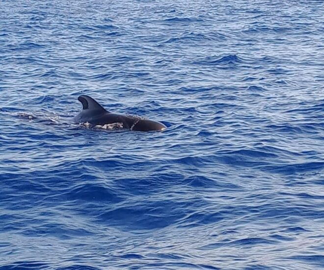 Excursion to See the Whales 2 Hours - Customer Testimonials and Reviews