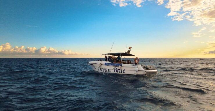 Excursion to See the Whales - 3 Hours - Excursion Details