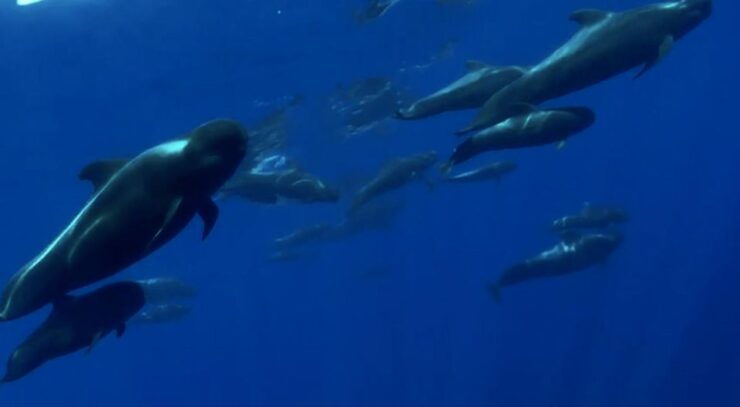 Excursion to See the Whales - 3 Hours - Itinerary
