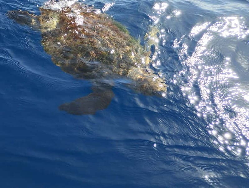 Excursion to see the whales - 3 Hours - Frequently Asked Questions