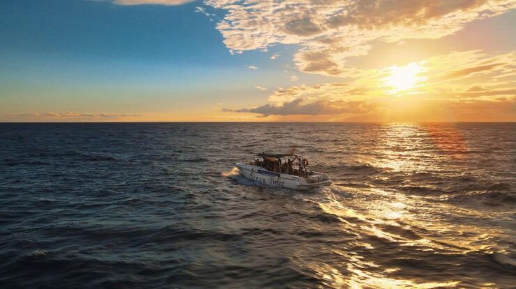 Excursion to See the Whales - 3 Hours - Activity Details
