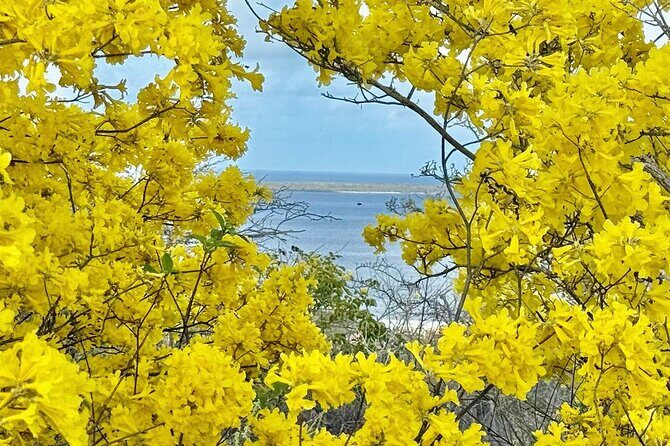 Excursion to Seru Largu Highest Viewing Point on Bonaire - Good To Know