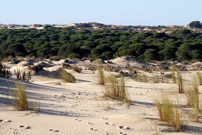 Excursion to the Beaches of Huelva From Seville - Private Tour - Inclusions