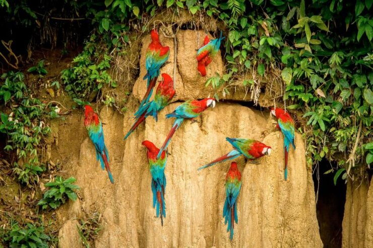 Excursion to the Chuncho Clay Lick for Parrots and Macaws. - Booking Details