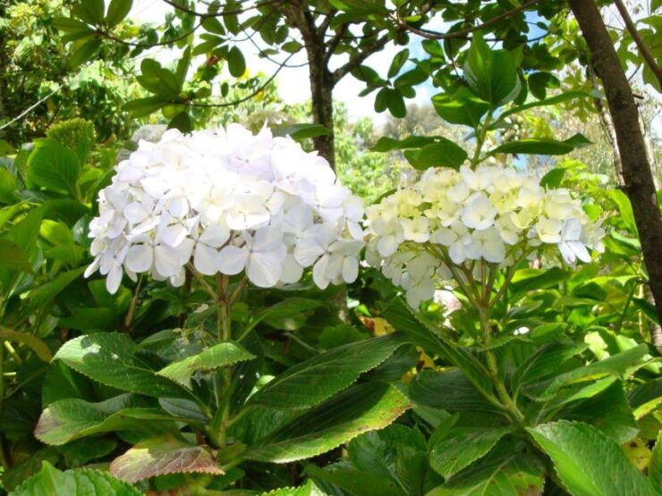Excursion to the Ventanillas De Otuzco and Tres Molinos Farm - Booking Information
