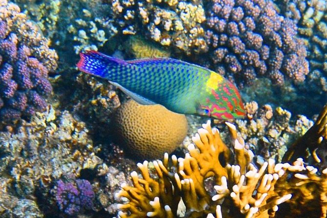 Excursion to the White Island & Ras Mohammed National Park From Sharm El Sheikh - Logistics and Inclusions