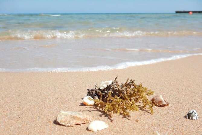 Excursion to the White Island & Ras Mohammed National Park From Sharm El Sheikh - Common Questions