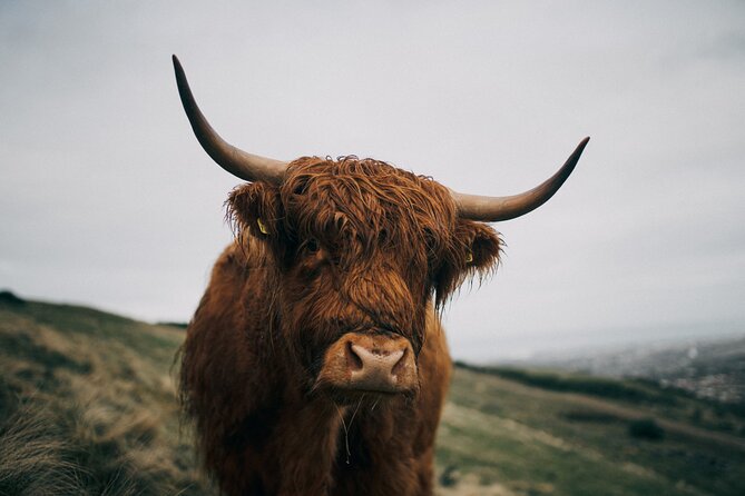 Executive Scottish Lowlands Tour - Pricing and Copyright Information