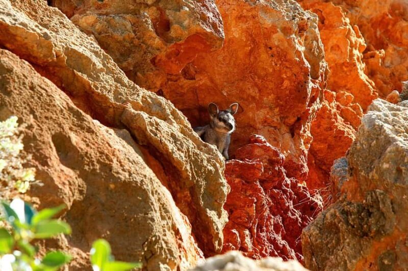 Exmouth: Cape Range Explorer One-Day Trekking Adventure - Practical Details & Tips