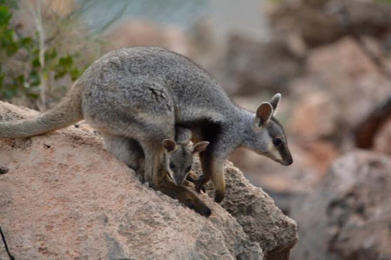 Exmouth: Full day Ningaloo in a Day tour - An In-Depth Look at the Itinerary