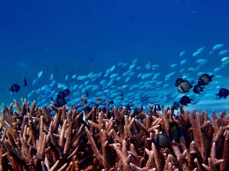 Exmouth: Guided Ningaloo Reef Snorkel Adventure - FAQ