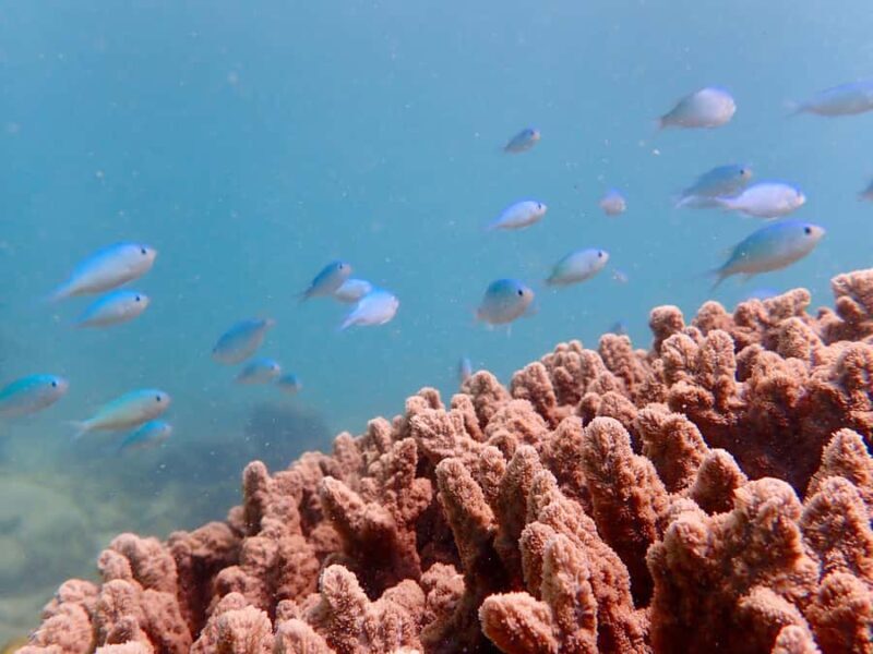 Exmouth: Half Day Coral by Kayak tour - Discovering the Exmouth Kayak and Snorkel Tour