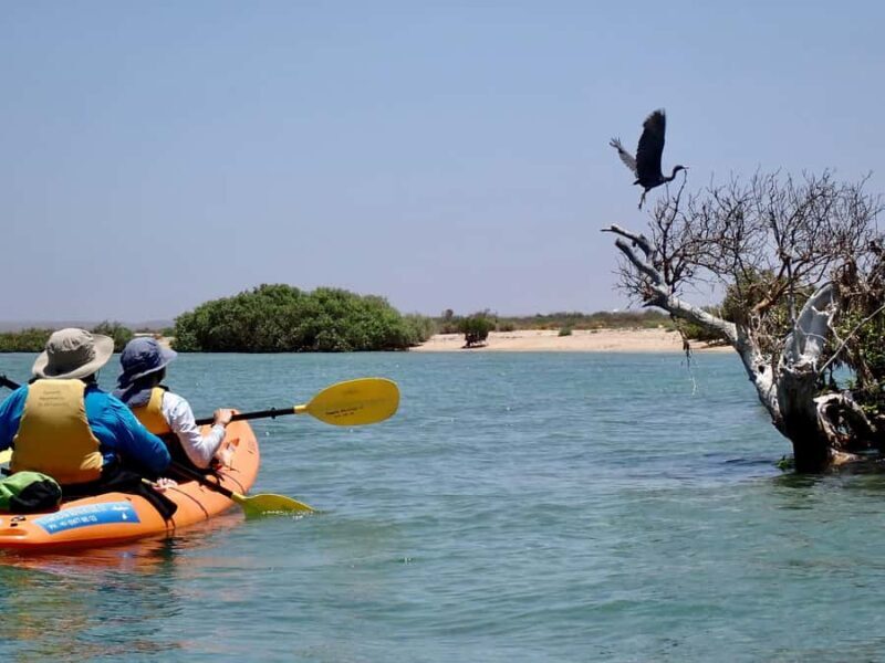 Exmouth: Half Day Turtle Kayak & Snorkel Tour - The Experience of the Guides and Atmosphere