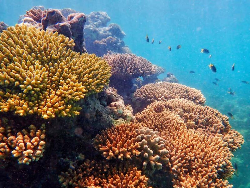 Exmouth: Lagoon Explorer - Full day kayak & Snorkel tour - The Experience in Detail