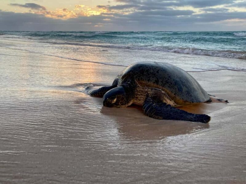 Exmouth: Summer Sunset Turtle Watching and Stargazing Tour - Exmouth: Summer Sunset Turtle Watching and Stargazing Tour — A Complete Guide