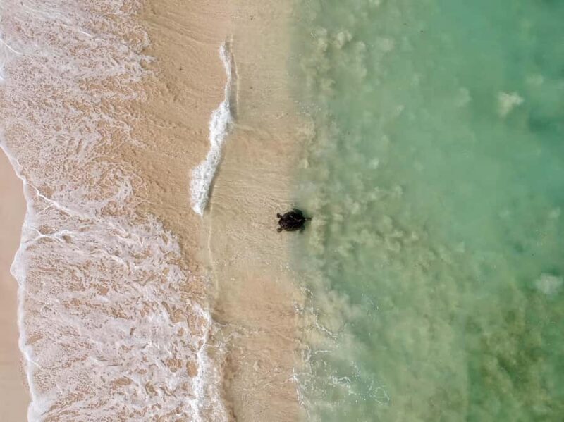 Exmouth: Summer Sunset Turtle Watching and Stargazing Tour - The Practicalities: What to Expect and Pack