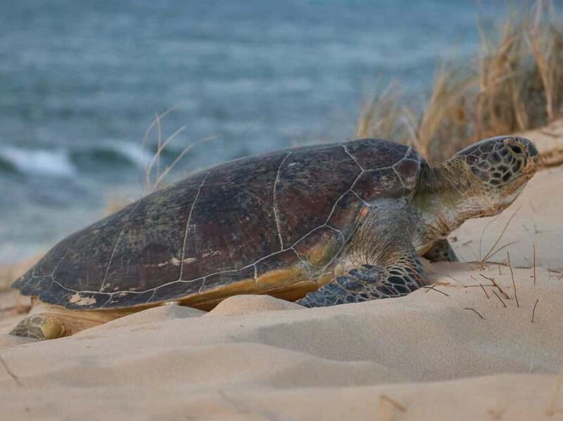 Exmouth: Summer Sunset Turtle Watching and Stargazing Tour - FAQ