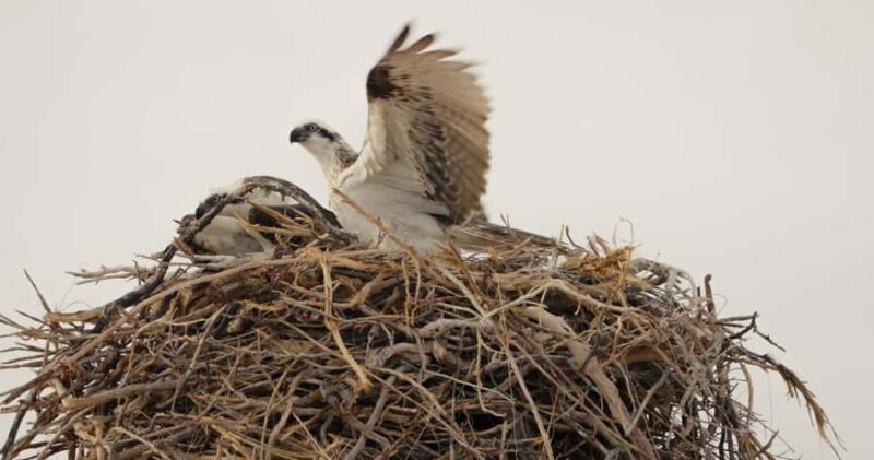 Exmouth: Yardie Creek Boat Tour - FAQ: Common Questions about the Yardie Creek Boat Tour