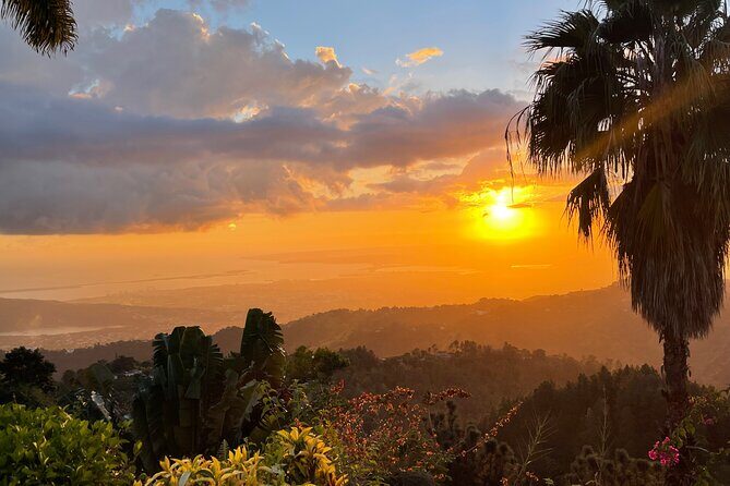 Exotic Blue Mountain Coffee Tour - Final Thoughts: Who Will Love This Tour?