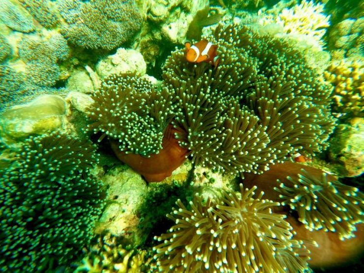 Exotic Escape Island : Pink Beach and Snorkeling Daily Tour - Activity Details