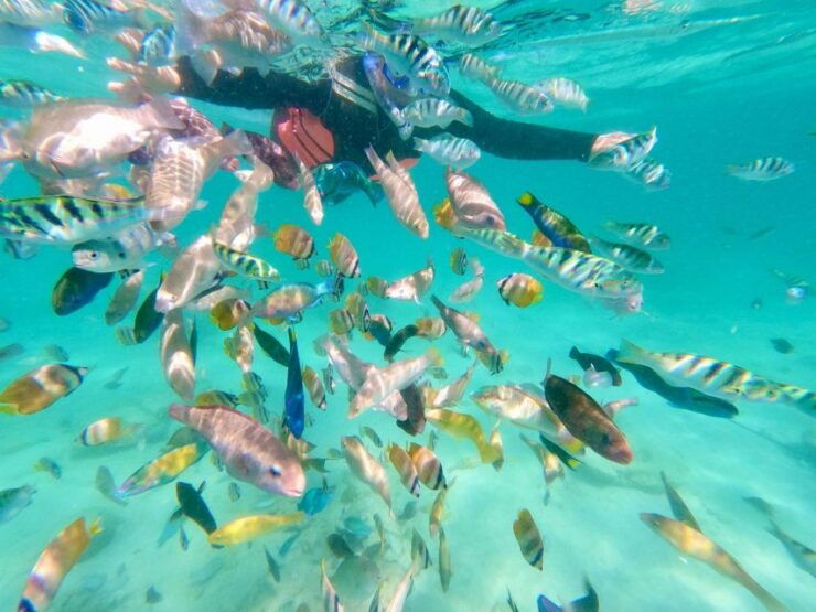 Exotic Escape Island : Pink Beach and Snorkeling Daily Tour - Experience Highlights