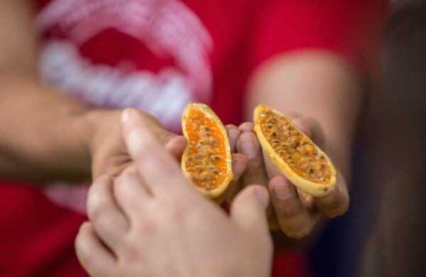 Exotic Fruits Tour - Cultural Immersion