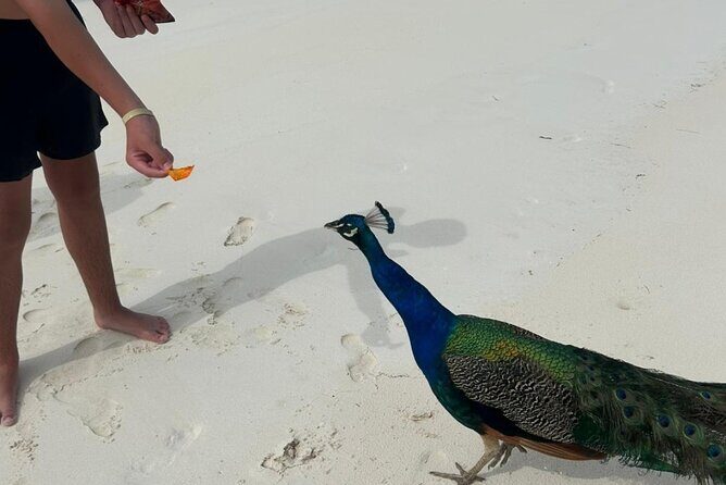 Exotic half day private charters to Rose Island, Pigs and Turtles - Why This Tour Offers Great Value