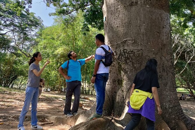 Exotic Trees of Lalbagh - Spectacular Baobab Tree