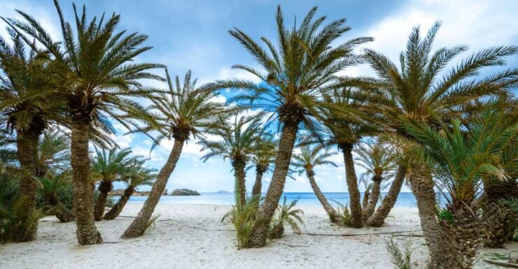 Exotic Vai Palm Beach, Toplou Monastery & Sitia Town - Itinerary Highlights