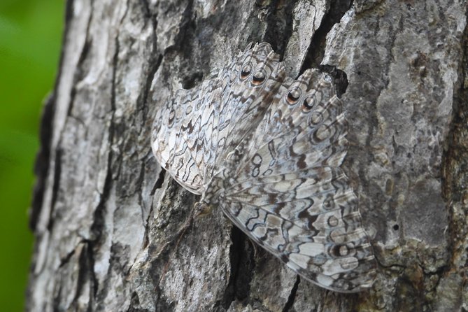 Expeditions of Cenotes in Puerto Morelos - Additional Information