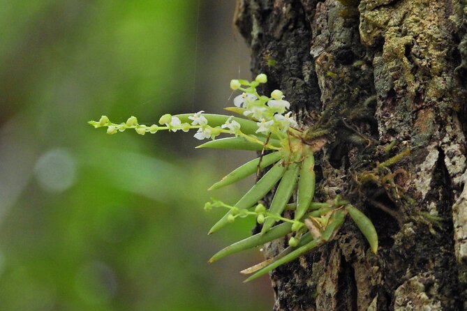 Expeditions of Cenotes in Puerto Morelos - Common Questions