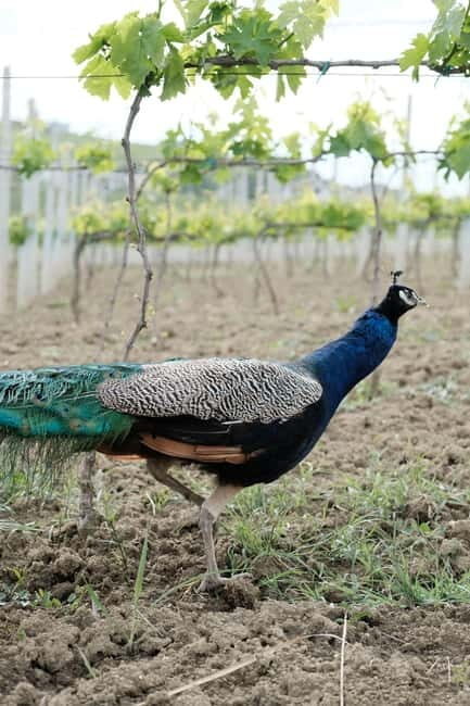 Experience Albanian Wine, daily tours from Durres - Who Will Love This Experience?