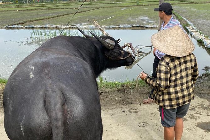 Experience Buffalo Ride and Farmer in Hoi An - Common Questions