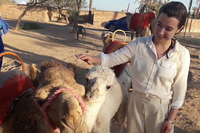 Experience Camel Ride Sunset or Anytime - Select Date and Travelers