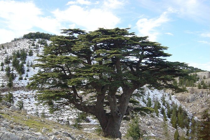 Experience Cedars, Qadisha and Bcharee Shared Tour - Pickup Information