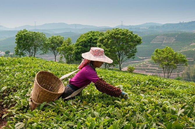 Experience Chengdu: Private Tea-Making Day Tour of Mengdingshan Tea Plantation - Tour Overview