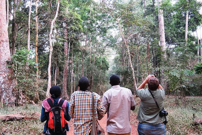 Experience Chimpanzee Trekking in Budongo Forest - Meeting and Pickup Details